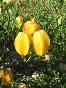 Retirement could include daily fresh fruits and vegetables, like these star fruit from Bluefields Organic Fruit Farm. 