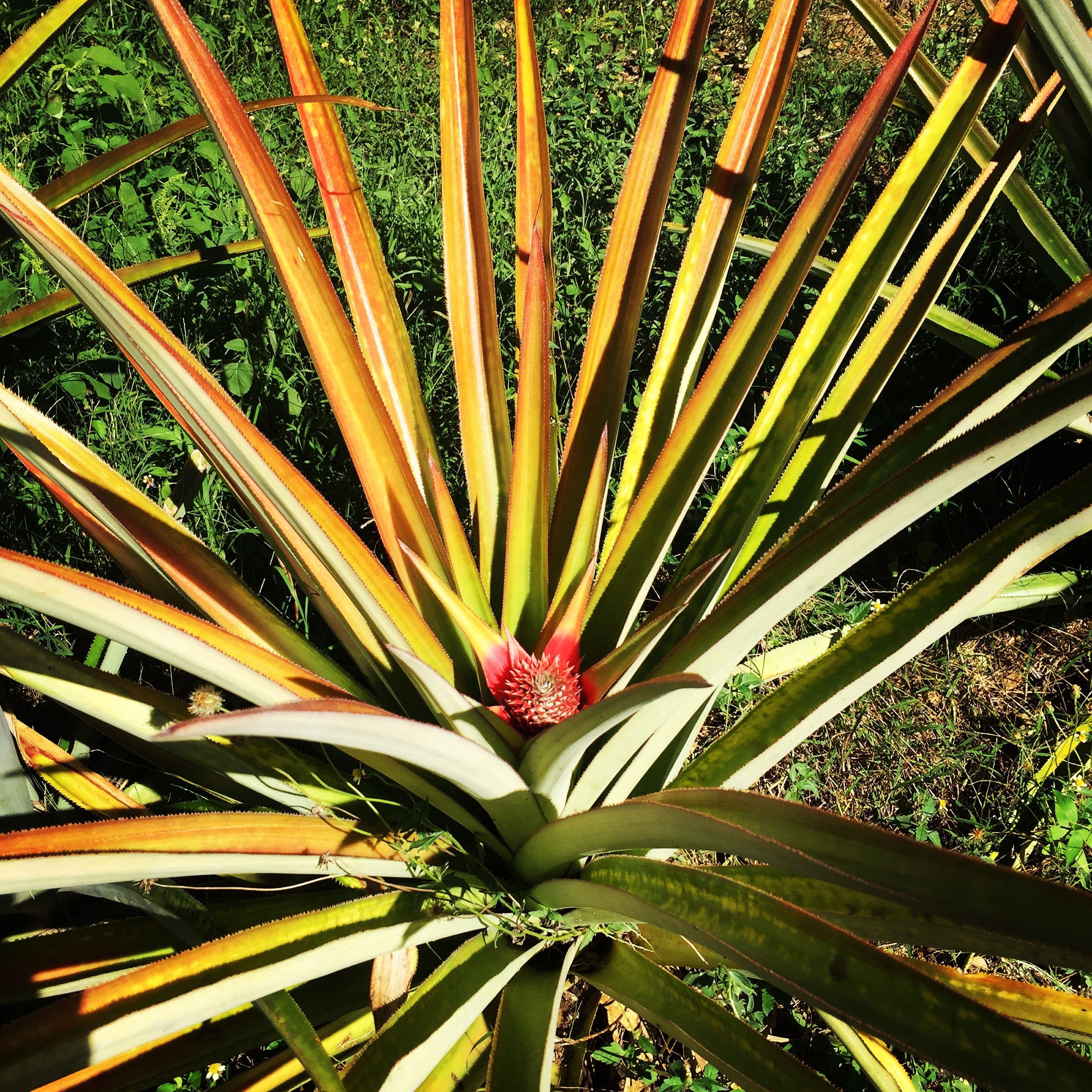 baby pineapple growing at Bluefields Organic Fruit Farm