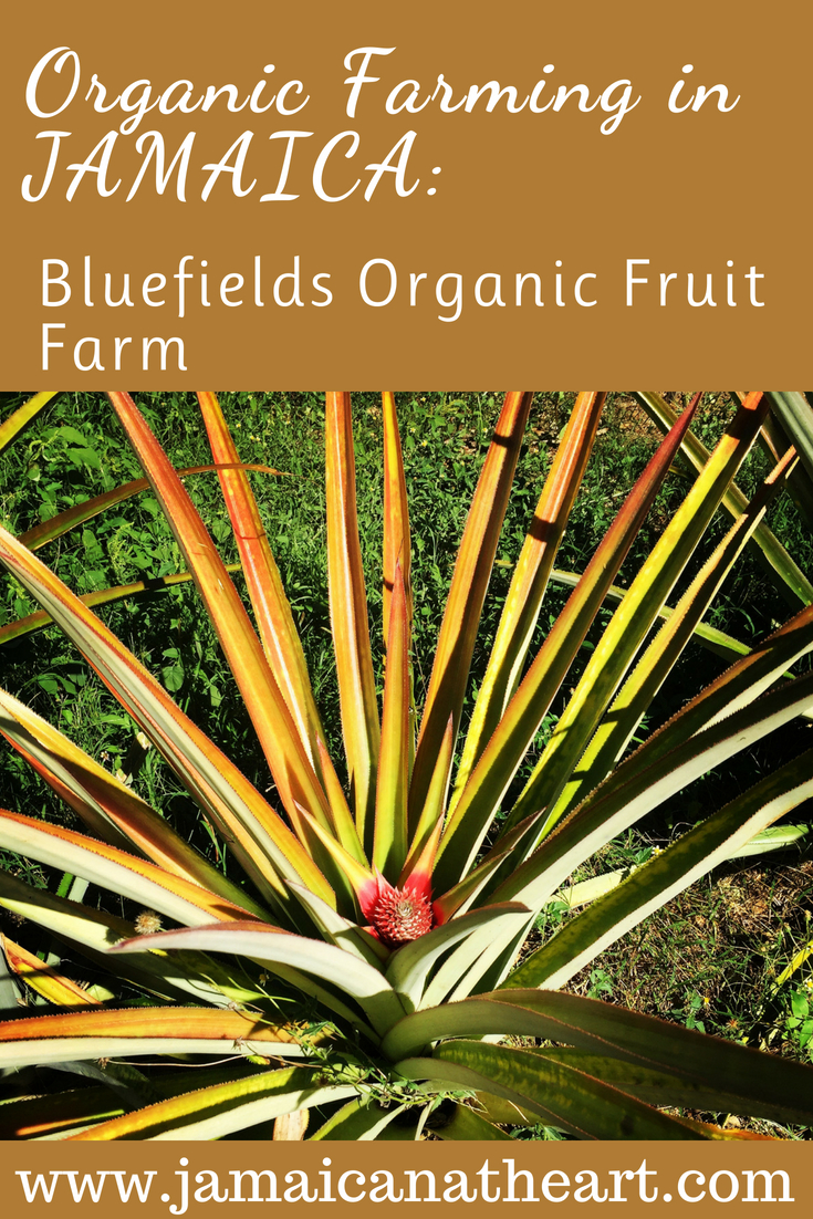 Organic Farming is growing in Jamaica. 
