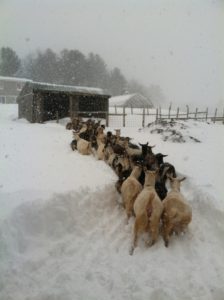 My goats literally had to wade through chest deep snow during the winter, before my expat life in Jamaica.