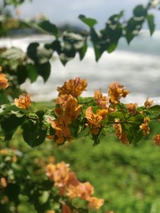 Beautiful flowers fill the landscape of Jamaica. Vacationing there may throw you into allergy season. 