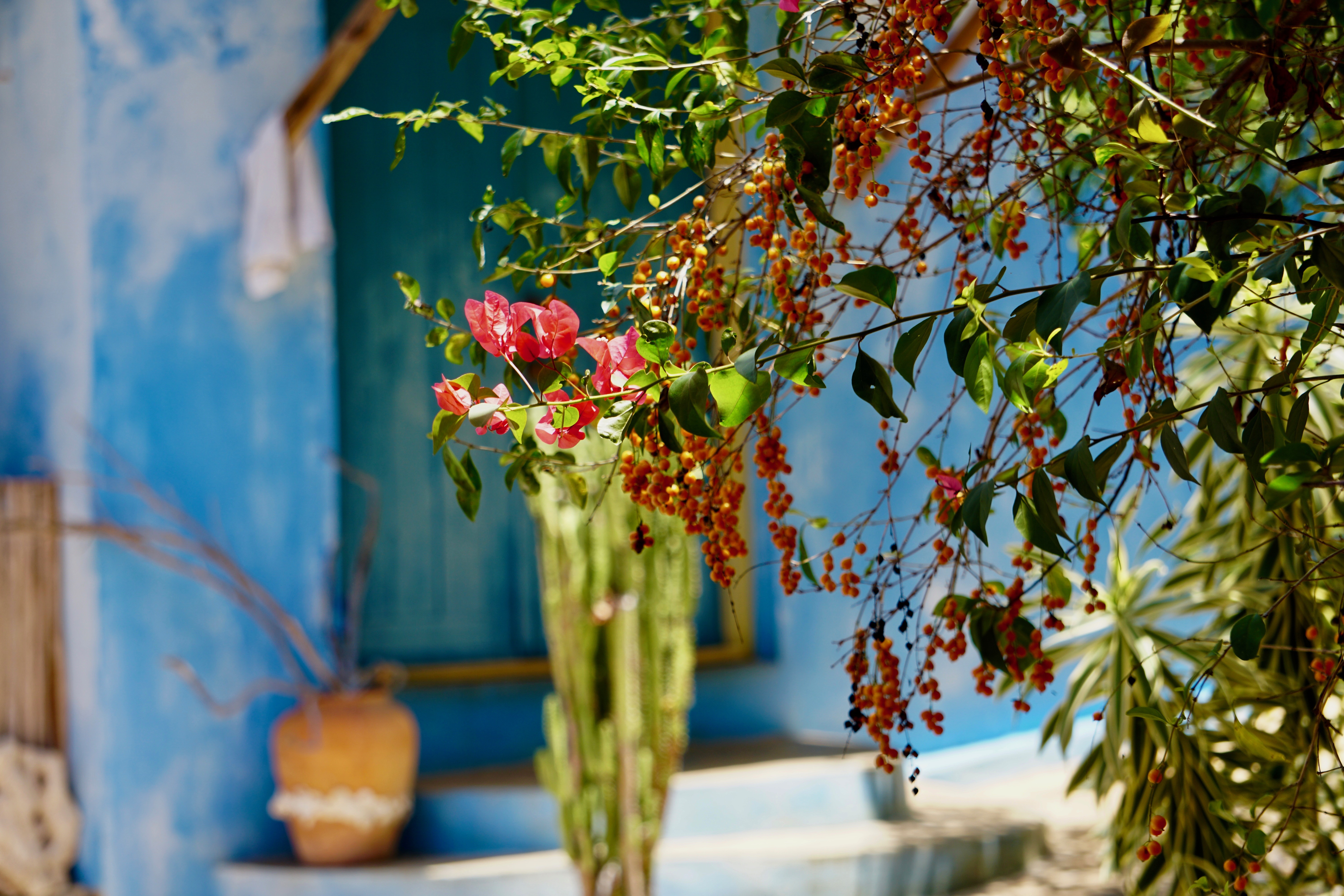 Retirement in Jamaica offers the opportunity to enjoy your garden all year long. No more shoveling snow.