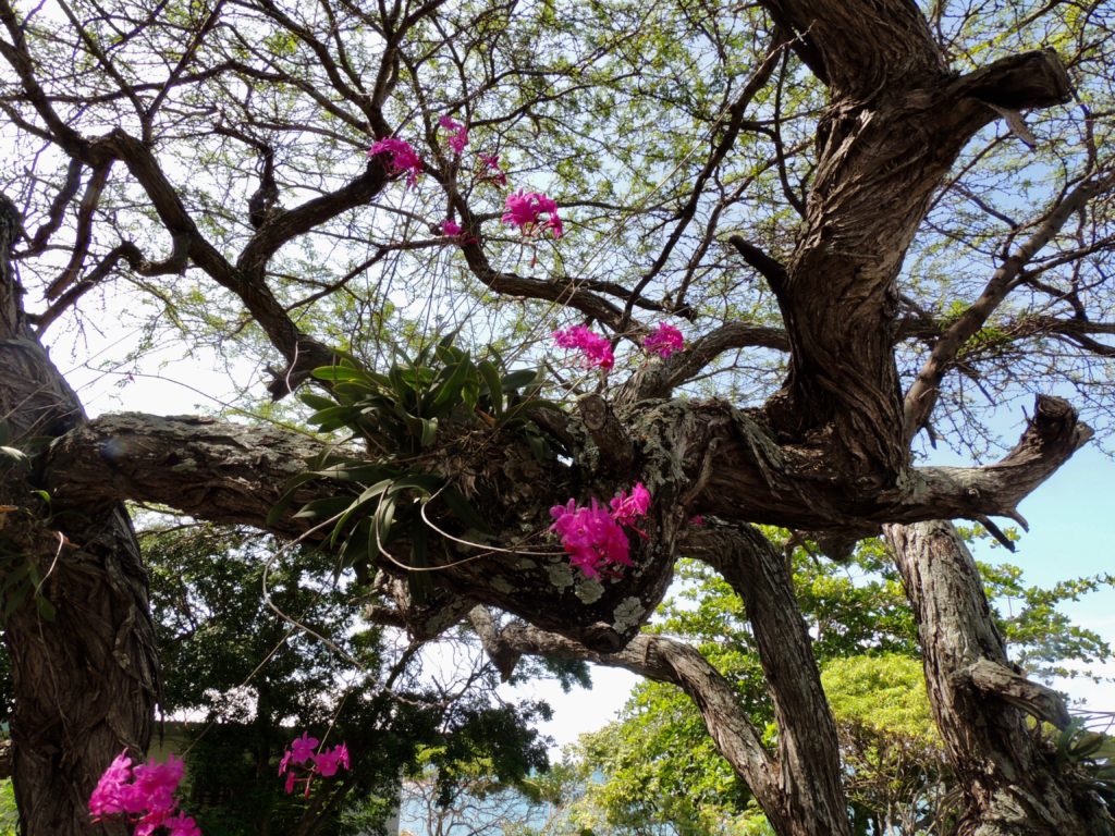 The flowers are blooming all year long in Treasure Beach, Jamaica, my expat home. 