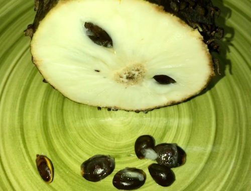 The interior of the soursop is white and juicy.