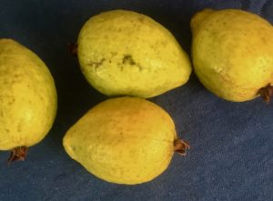 Guava from my yard in Jamaica. The aroma draws me in like a sweet perfume. 