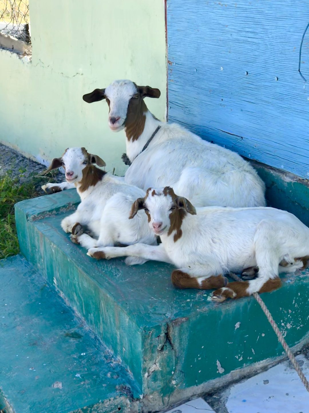 Goats in Jamaica
