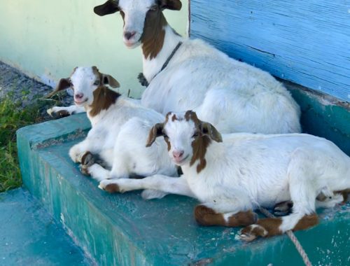 Goats in Jamaica